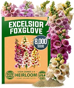 Foxglove (Digitalis) Seeds or Starter Plants
