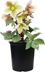Hellebore (Lenten Rose) Live Potted Plants