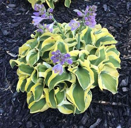 Hosta (Plantain Lily) Live Potted Starter Plants