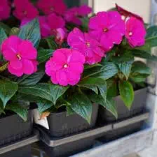 New Guinea Impatiens Live Potted Flats