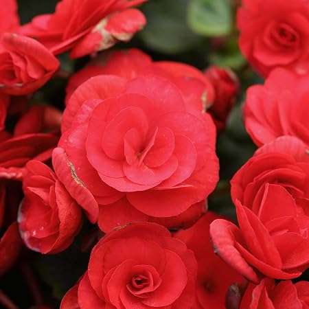 Nonstop Tuberous Begonias (Tubers & Potted Starters)