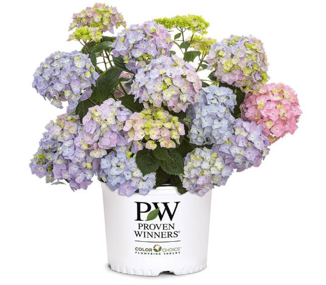 Best Overall for Colorful Blooms: Proven Winners 'Let's Dance' Bigleaf Hydrangea