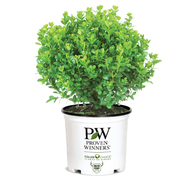 Best for Year-Round Structure: Sprinter Boxwood