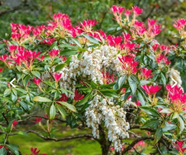 Best for Bright Evergreen Color: Mountain Fire Pieris Japonica (Andromeda)