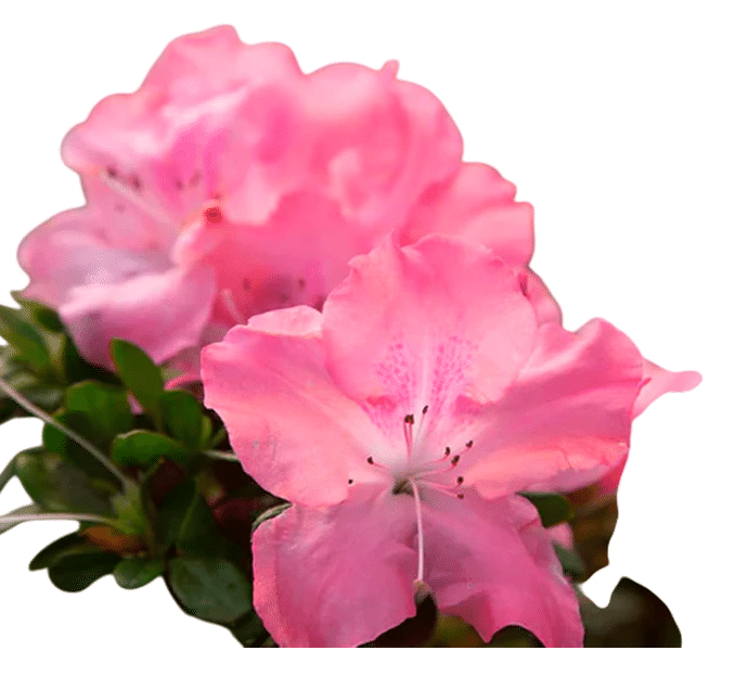 Best for Re-Blooming: Encore Azalea Autumn Debutante