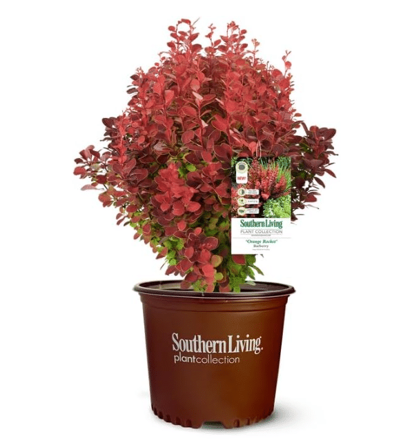 Best for Tough, Dry Shade: Kodiak Orange Diervilla