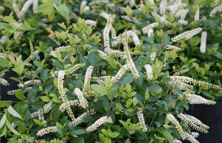 Best for Fragrance: Scentlandia Sweetspire (Itea)