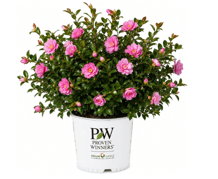 Best for Winter/Early Spring Color: Just Chill Double Pink Camellia