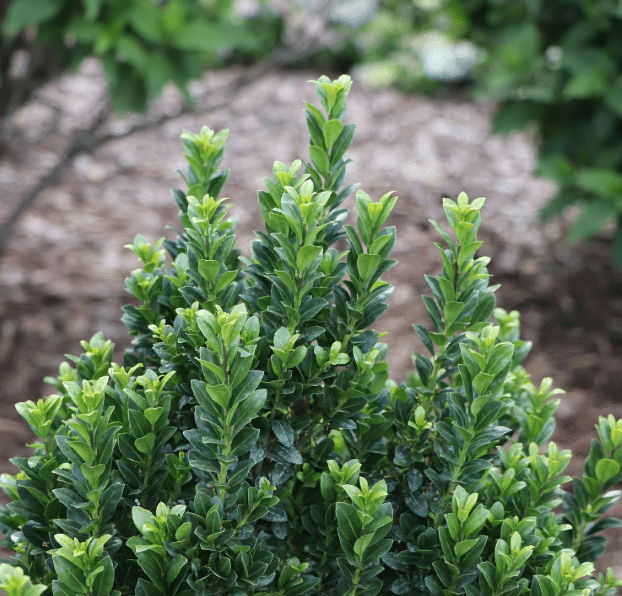 Best Boxwood Alternative: Glow Pop Japanese Holly (Ilex crenata)