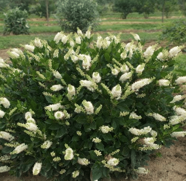 Best for Wet Shade & Pollinators: Sugartina Crystalina Summersweet (Clethra)