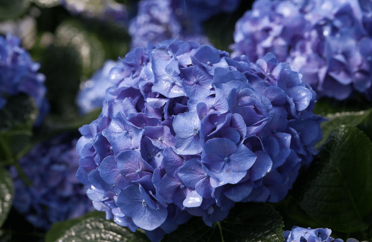 Proven Winners Let’s Dance® Can Do! Bigleaf Hydrangea