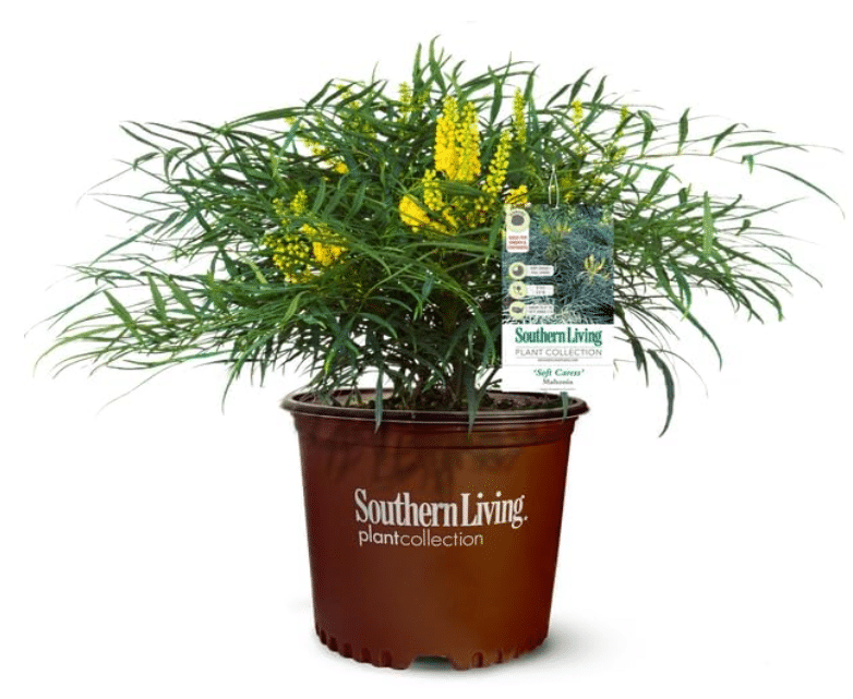 Southern Living Plant Collection 'Soft Caress' Mahonia