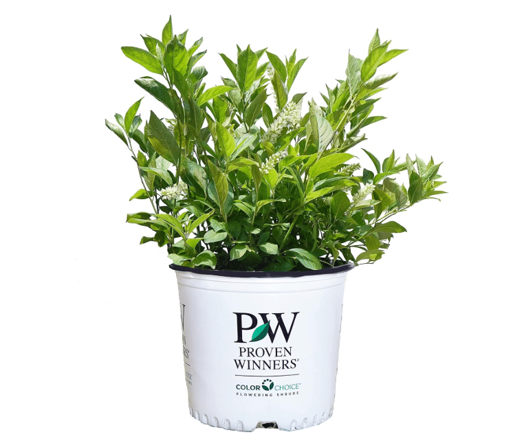 Proven Winners Little Henry® Sweetspire (Itea virginica)