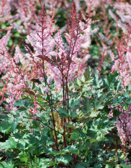 Astilbe (False Spirea) – Best for Flowers
