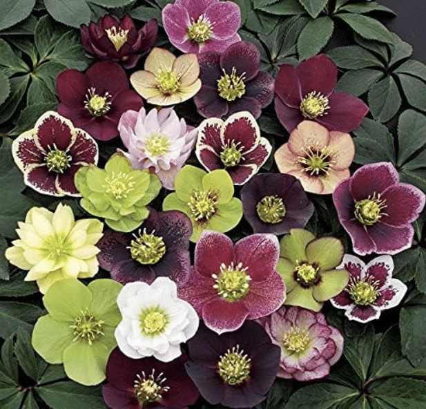 Helleborus (Lenten Rose) – Best for Winter & Early Spring Blooms