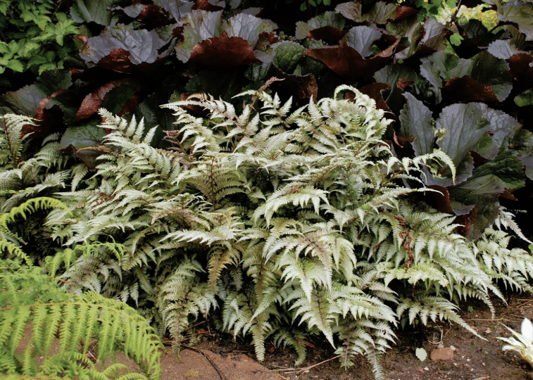 Athyrium niponicum (Japanese Painted Fern) – Best Shade Groundcover