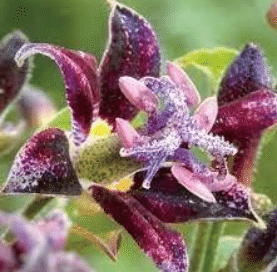 Tricyrtis hirta (Toad Lily) – Best for Late-Season Flowers