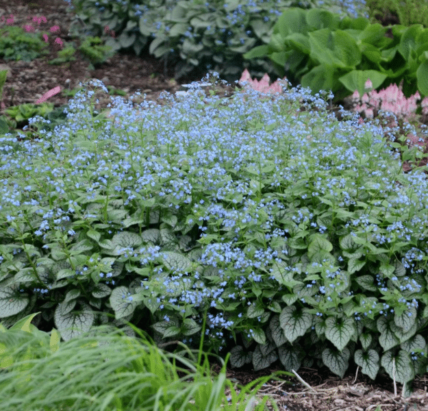 Brunnera macrophylla (Siberian Bugloss) – Best Silver Foliage