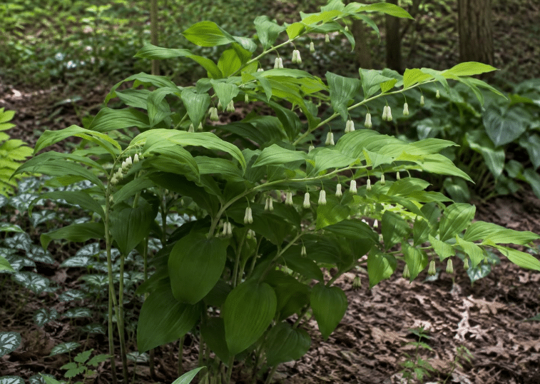 Epimedium (Barrenwort) – Best for Dry Shade Under Trees