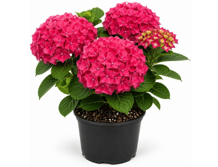 Hydrangea macrophylla (Bigleaf Hydrangea)