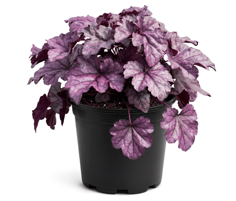 Heuchera (Coral Bells)