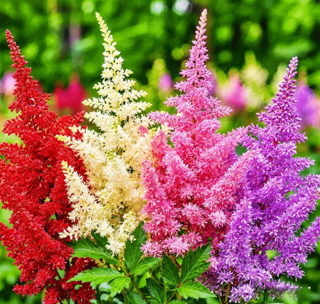 Astilbe