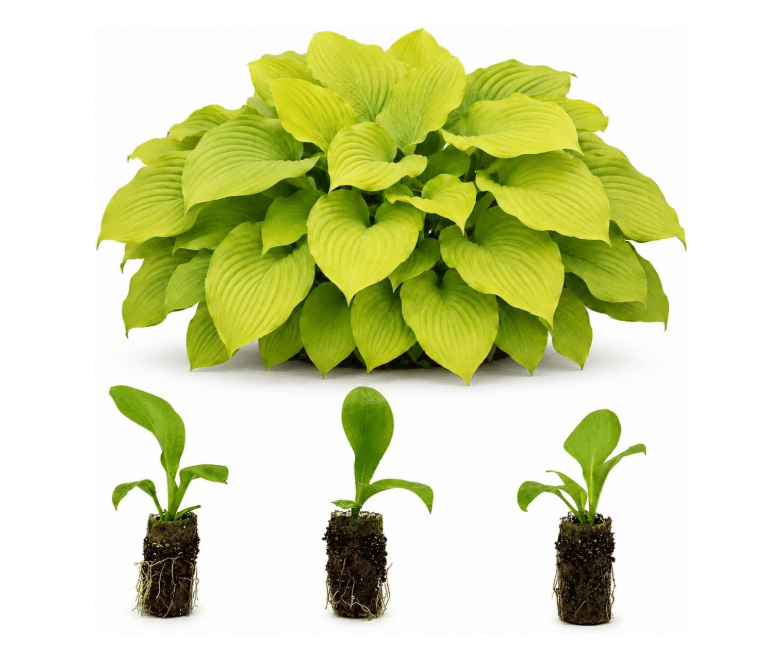 Sun-Tolerant Hosta (e.g., 'Sum and Substance')