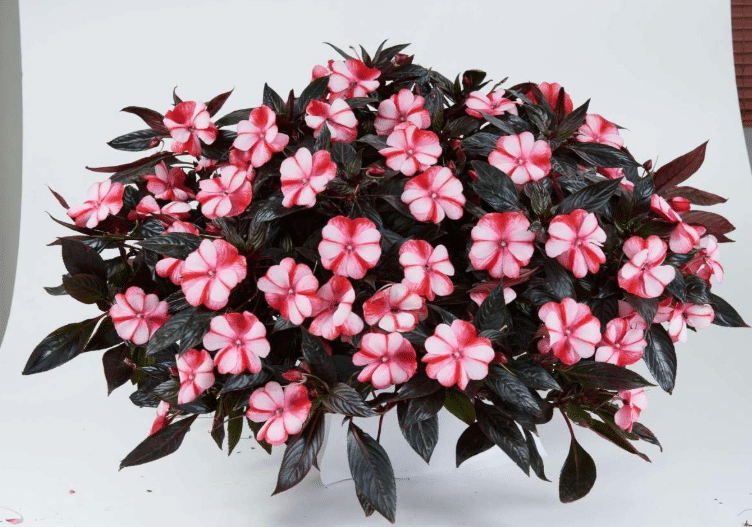 New Guinea Impatiens – Best Annual for Continuous Color