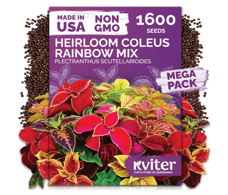 Coleus