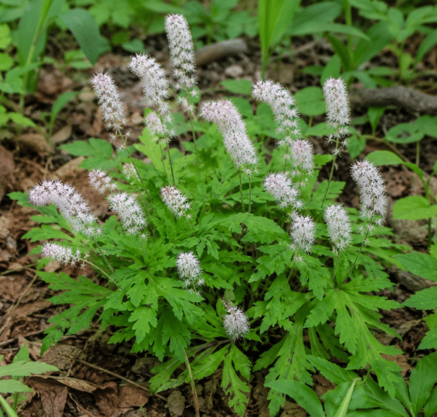 Tiarella (Foamflower)