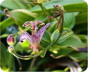Toad Lily (Tricyrtis hirta) Bare Roots