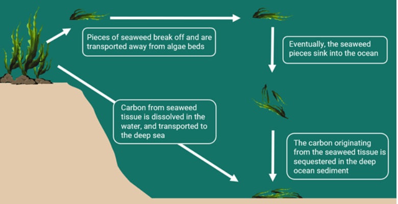 Environment and Sustainability