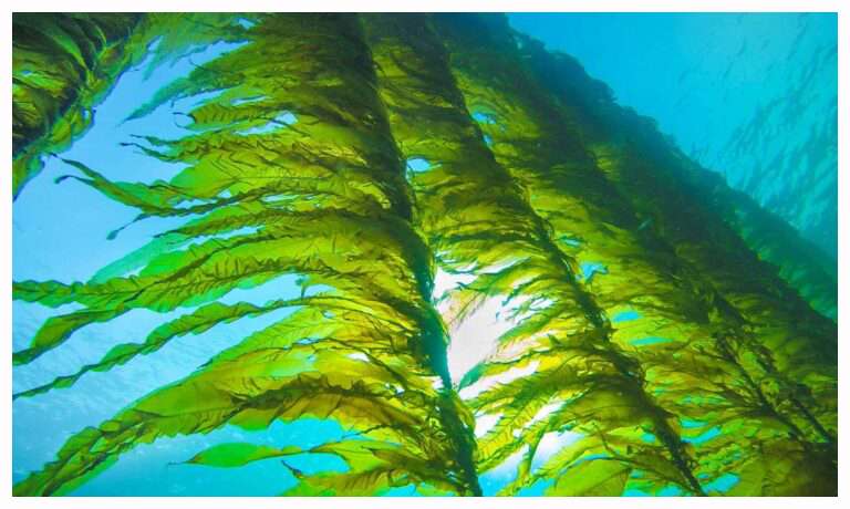 Seaweed Farming