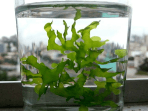 Sea Weed in water Jar