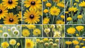 Collage of common yellow wildflowers such as Black-eyed Susans, Coreopsis, Dandelions, Goldenrod, and Buttercups with labels for easy identification