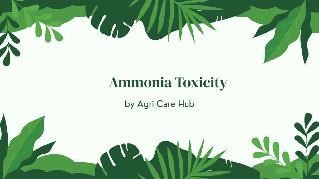 Ammonia Toxicity