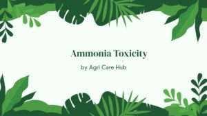 Ammonia Toxicity