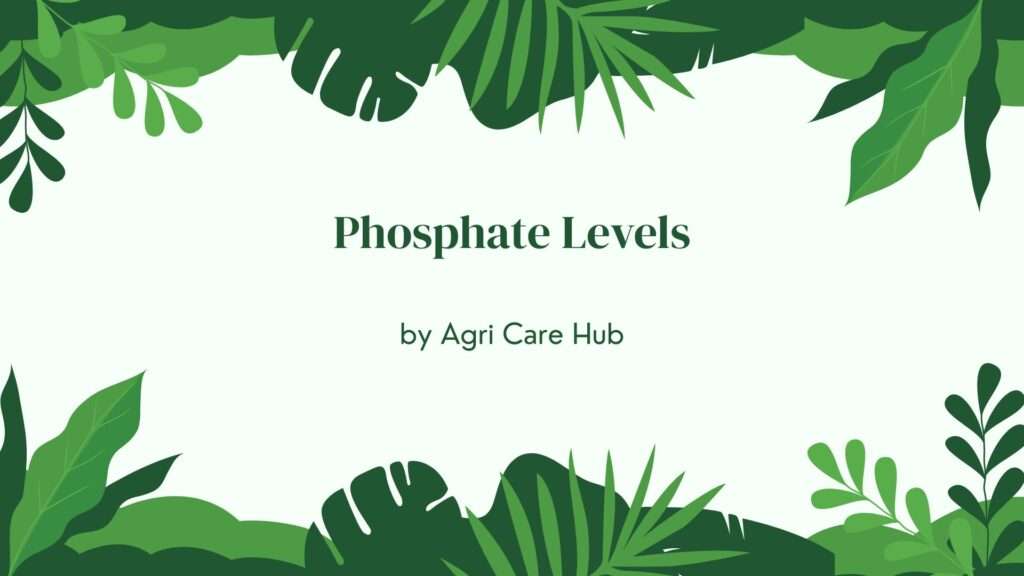 Phosphate Levels