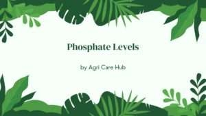 Phosphate Levels