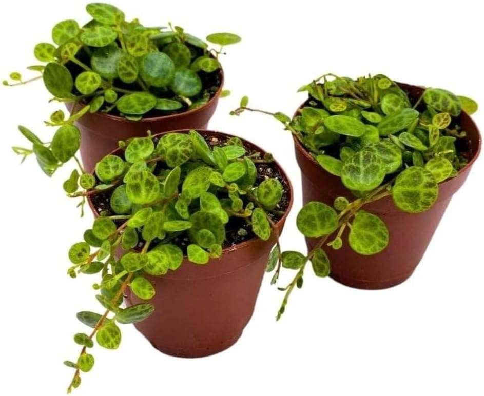 Altman Plants Live Houseplants (12PK), Indoor Plants for Delivery Prime, Live Plants and Gardening Gifts for Plant Lovers