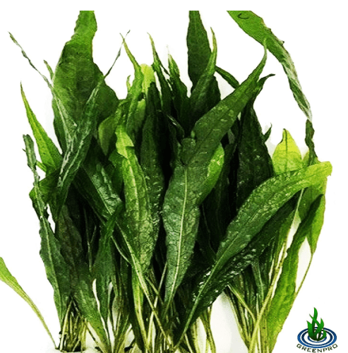 (20+ Leaves) Microsorum Pteropus Java Fern Live Aquarium Plant Tall Bunch Aquatic Fish Tank Decoration
