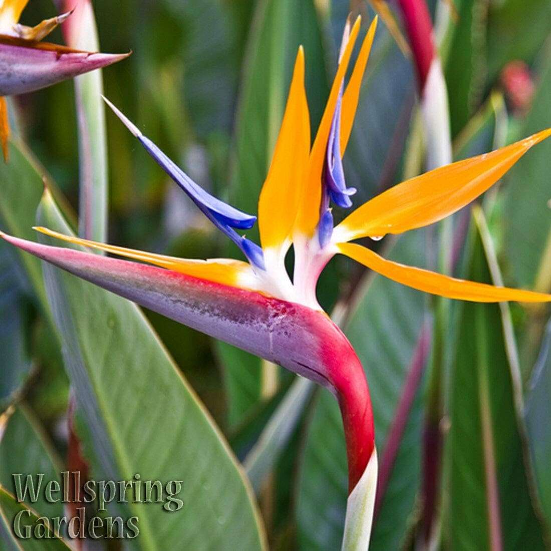 Bird of Paradise Strelitzia Reginae Live Plant 