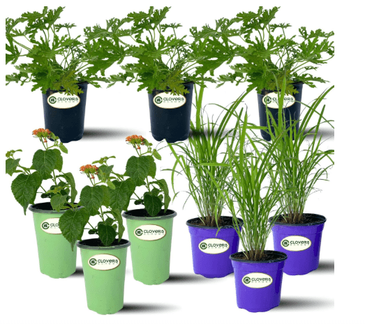 Clovers Garden Mosquito Trio Nine (9) Mosquito Repellent Live Plants – Non-GMO - Each 4" to 8" Tall – in 4" Inch Pots - Includes Citronella Geranium, Lemongrass, La