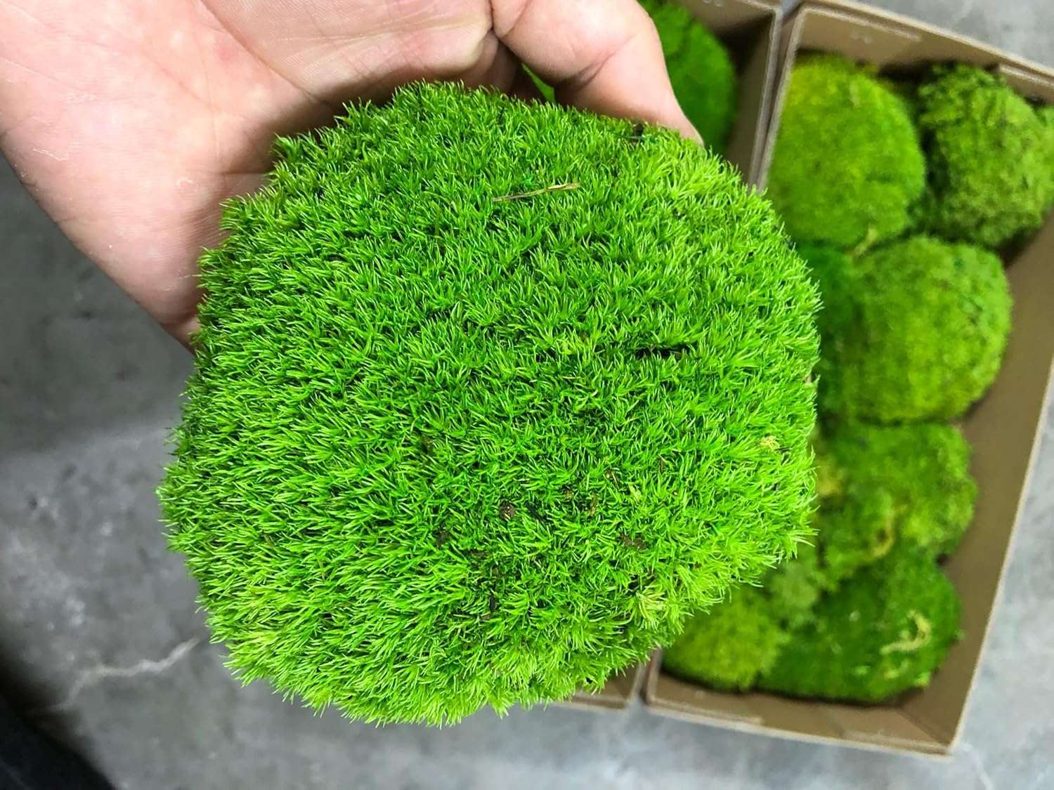 Prefleur Preserved Pole Moss Pillow Bun Cushion Natural Green Decorative Real Natural Green DIY Kit Terrariums Gardenning Art Wall Decor