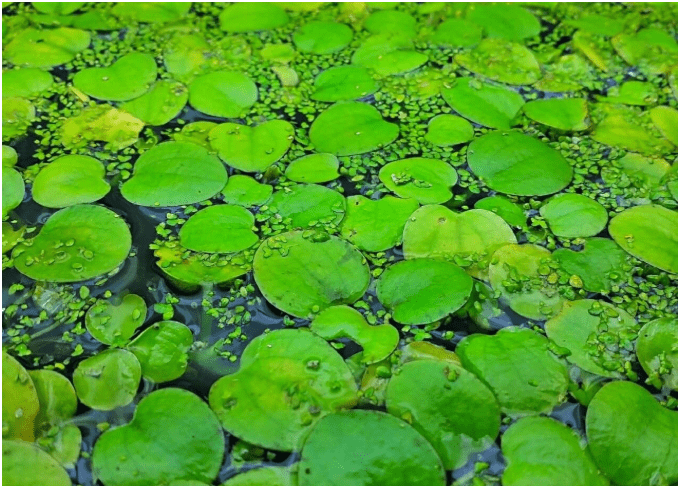 Amazon Frogbits Limnobium Laevigatum Live Aquarium Aquatic Floating Plant