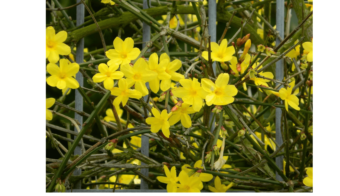 Jasminum nudiflorum HARDY YELLOW JASMINE 1 Plant! 