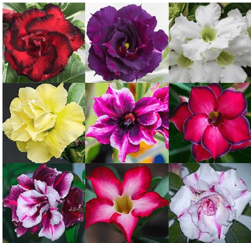 100 Desert Rose Seeds for Planting Mixed Color Ready to Grow Adenium Obesum Seed Exotic Succulent Colorful Bonsai Plant Tropical Rose Flower Planting Non-GMO Heirloom (100, Seeds) 