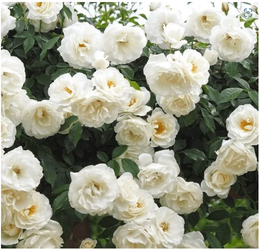 New 100 Climbing Roses Flower Seeds White Generic