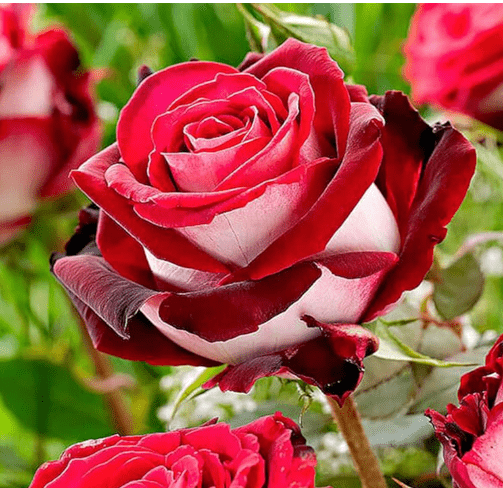 KVITER 20 Love in Rose Bush, Red White Rose Seeds for Planting – Rare Perennial Flower Seeds – Ideal Indoor/Outdoor Flower Garden & Cut Flower
