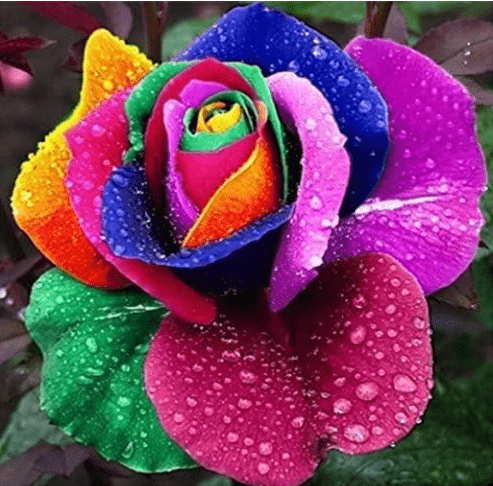 300+ Rare Multi Colorful Rainbow Rose Seeds for Planting Beautiful Rose Potted Plant for Home Garden